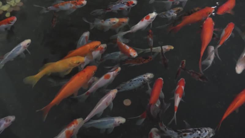 Aquaculture Pond Monitoring