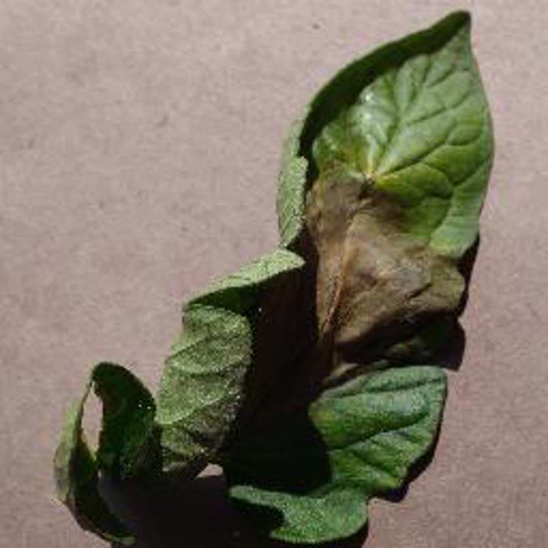 Crop Disease Detection